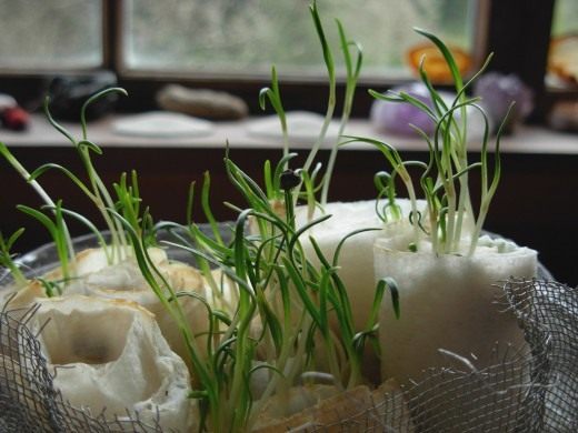 Проращивание семян (Seed germination)