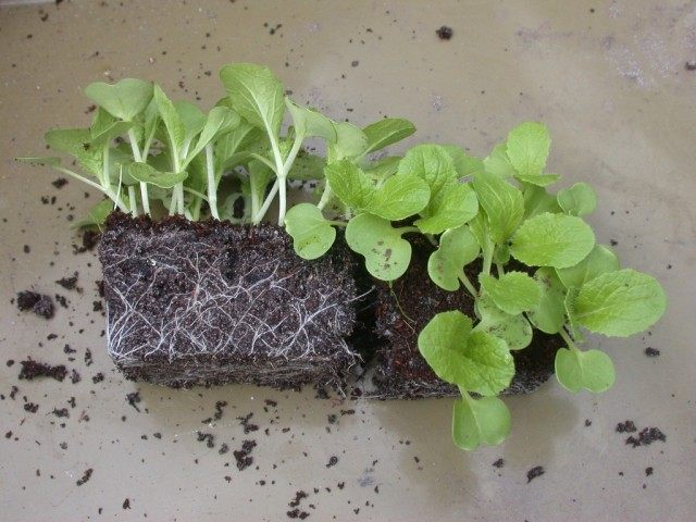 Рассада (Seedling) Рассада