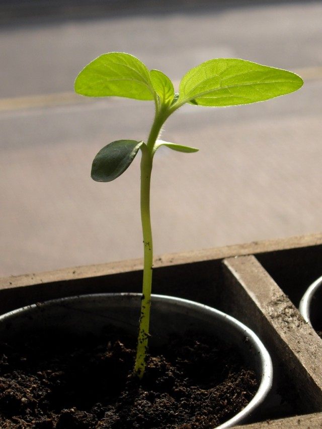 Рассада (Seedling) Рассада