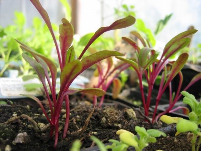 Рассада (Seedling) Рассада