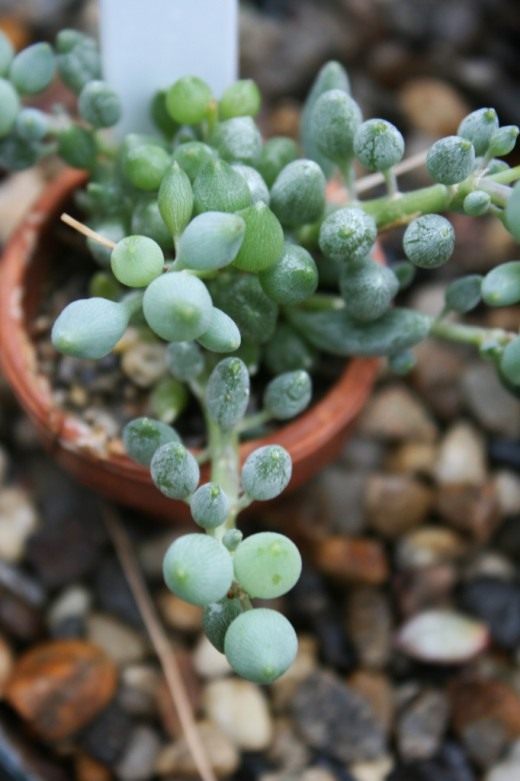 Крестовник лимонообразный (Senecio citriformis) Крестовник лимонообразный (Senecio citriformis)