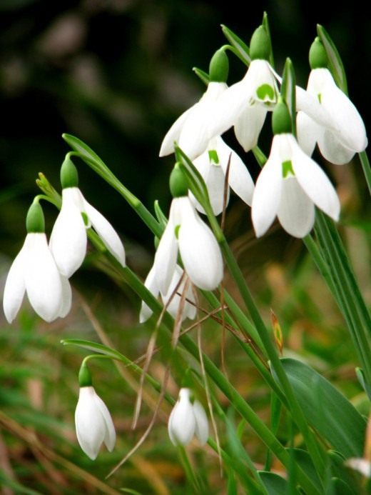 Подснежник (Snowdrops)