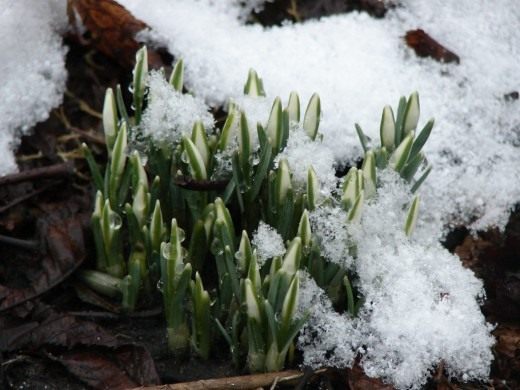 Подснежник (Snowdrops)