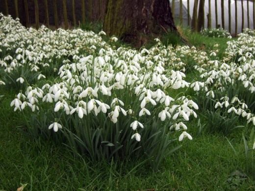 Подснежник (Snowdrops)