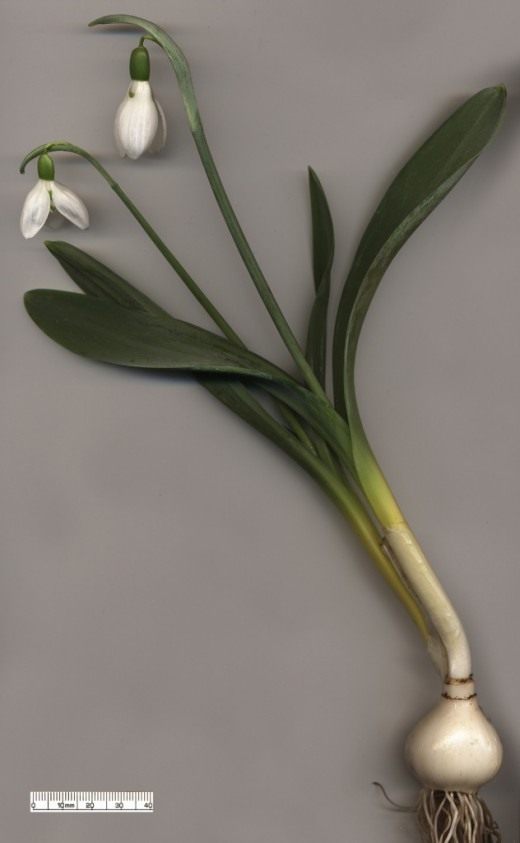 Подснежник (Snowdrops)