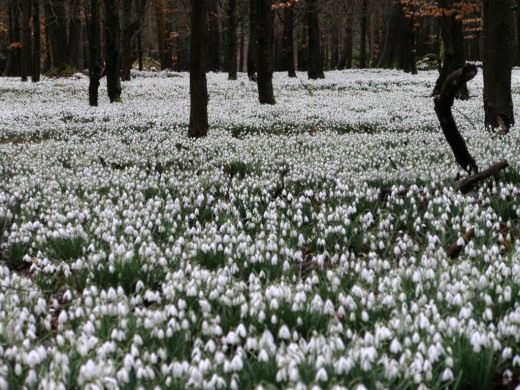 Подснежник (Snowdrops)
