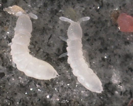 Коллемболы, или ногохвостки (Springtail)