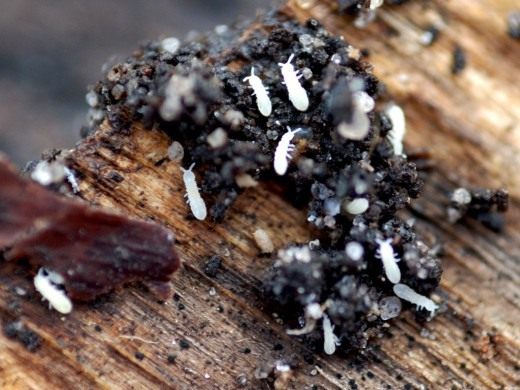 Коллемболы, или ногохвостки (Springtail)
