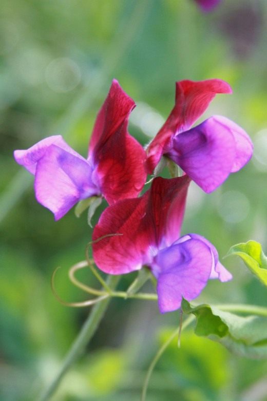 Душистый горошек (Sweet pea)