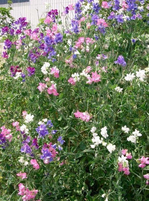Душистый горошек (Sweet pea)