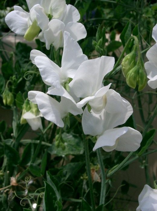Душистый горошек (Sweet pea)