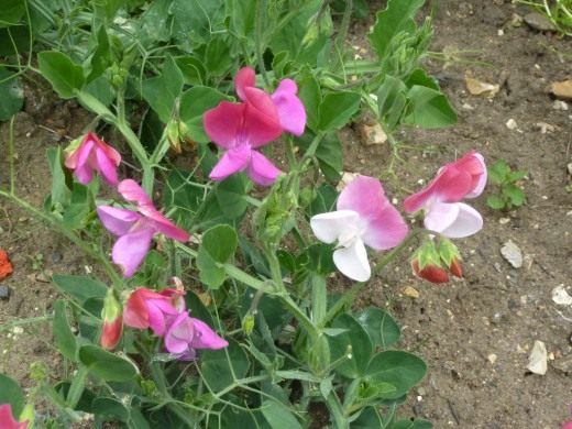 Душистый горошек (Sweet pea)