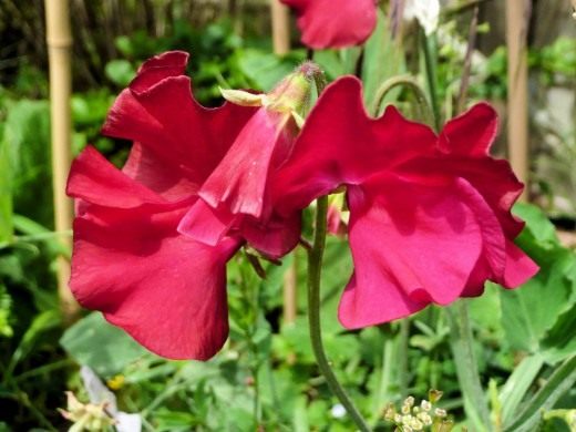 Душистый горошек (Sweet pea)