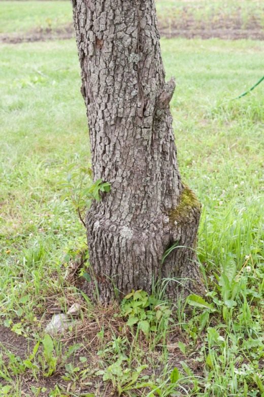 Утолщение ствола (Thickening of the trunk) Утолщение ствола (Thickening of the trunk)