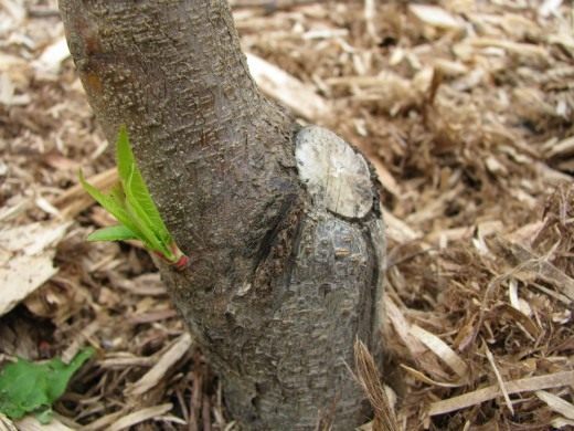 Утолщение ствола (Thickening of the trunk)