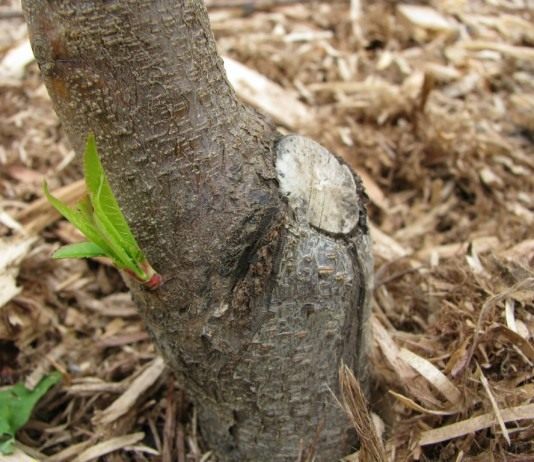 Утолщение ствола (Thickening of the trunk)