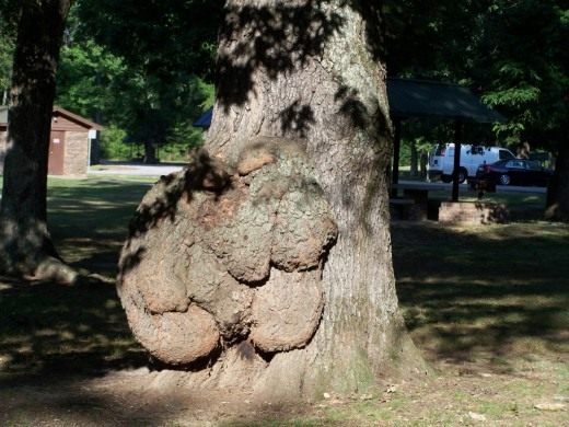 Утолщение ствола (Thickening of the trunk)