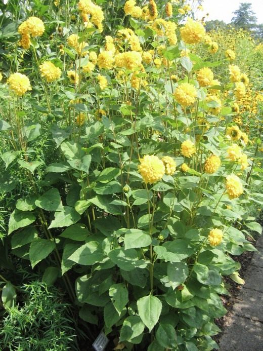 Подсолнечник десятилепестный (Thinleaf Sunflower)