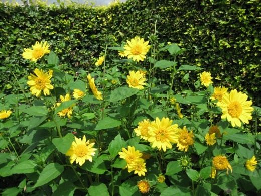 Подсолнечник десятилепестный (Thinleaf Sunflower)