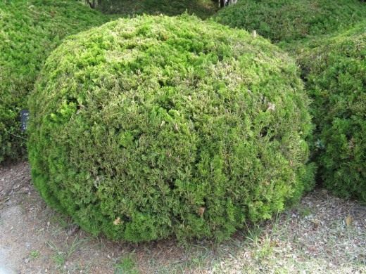 Фигурная стрижка, топиар (Topiary)