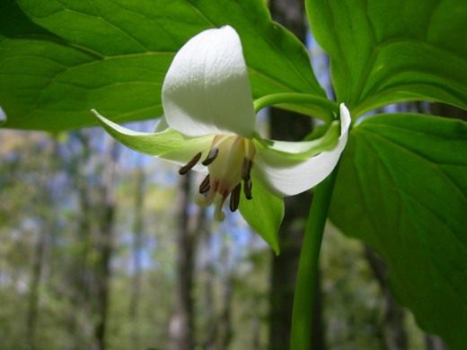 Триллиум поникший (Trillium cernuum)