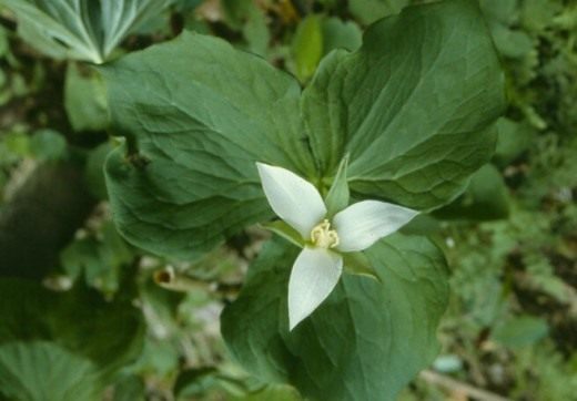 Триллиум склоненный (Trillium flexipes)