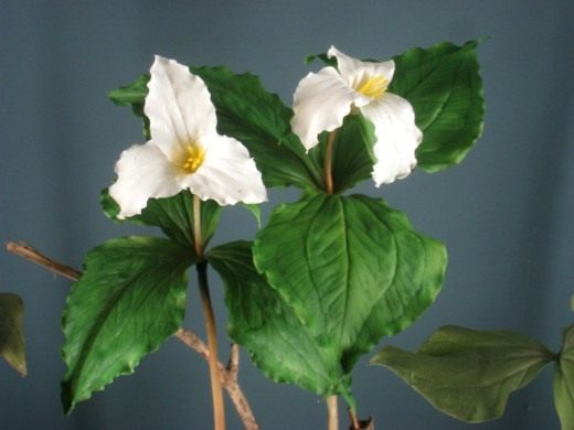 Триллиум крупноцветковый (Trillium grandiflorum)