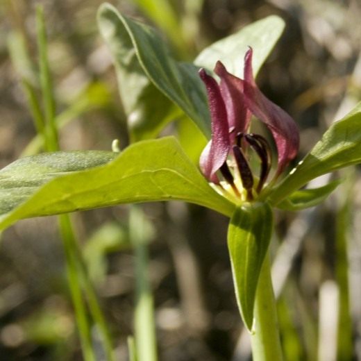 Триллиум отогнутый (Trillium recurvatum)