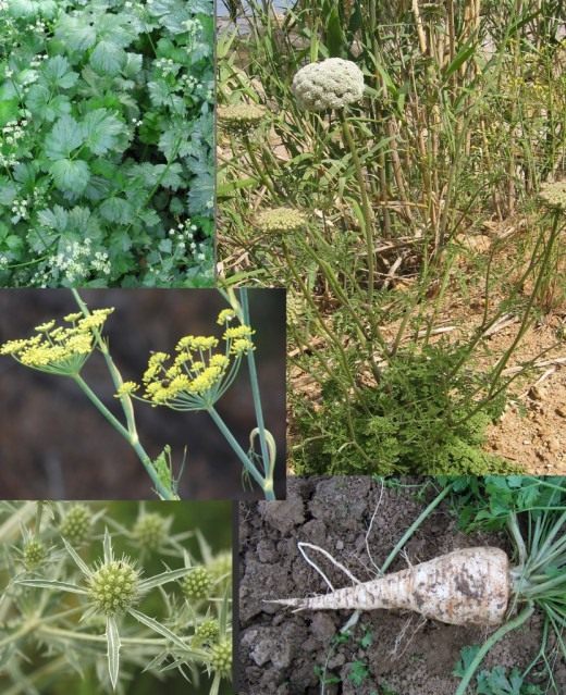 Зонтичные, или Сельдереевые, или Сельдерейные (Umbelliferae)
