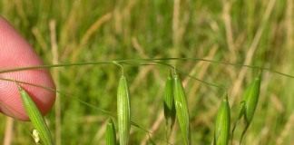 Овёс пустой, или овсюг (Avena fatua)