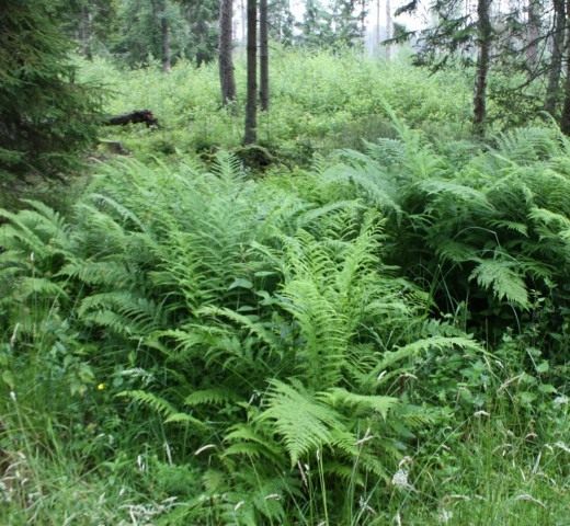 Щитовник (Wood ferns)