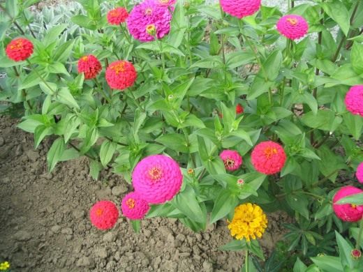 Цинния (Zinnia) Цинния (Zinnia)
