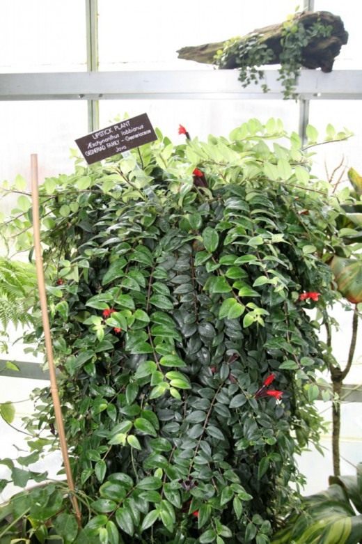 Эсхинантус (Aeschynanthus)