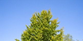 Бук (Fagus)