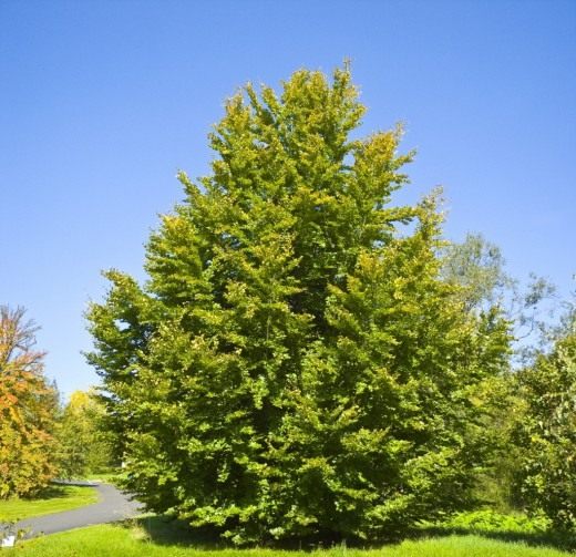 Бук (Fagus) Бук (Fagus)