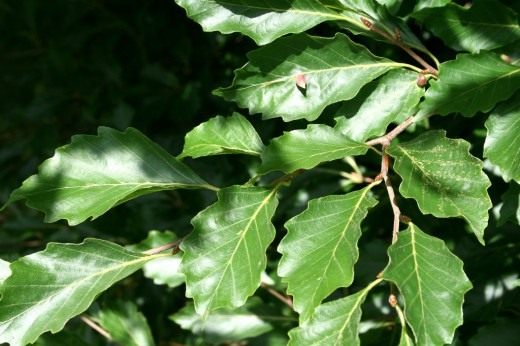 Бук (Fagus) Бук (Fagus)