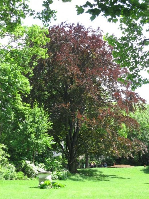 Бук (Fagus) Бук (Fagus)