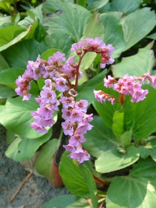Бадан толстолистный, или Монгольский чай (Bergenia crassifolia)