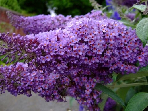 Буддлея (Buddleja)