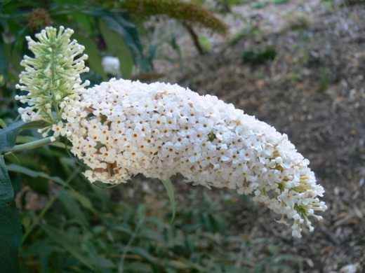 Буддлея (Buddleja)