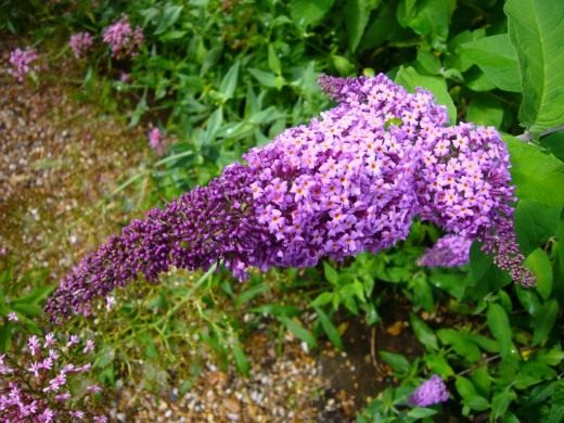 Буддлея (Buddleja)