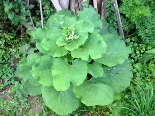 Лопух (Burdock)