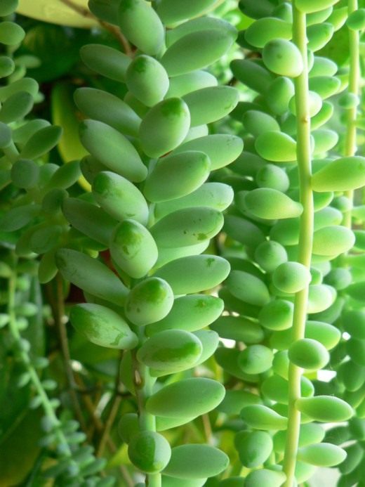 Очиток Моргана (Burro's tail)