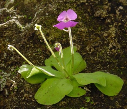 Жирянка (Butterworts) Жирянка (Butterworts)