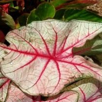 Каладиум (Caladium) Каладиум (Caladium)