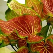 Каладиум (Caladium) Каладиум (Caladium)