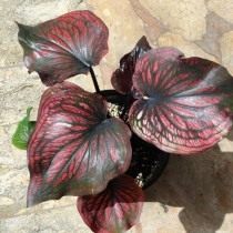 Каладиум (Caladium) Каладиум (Caladium)