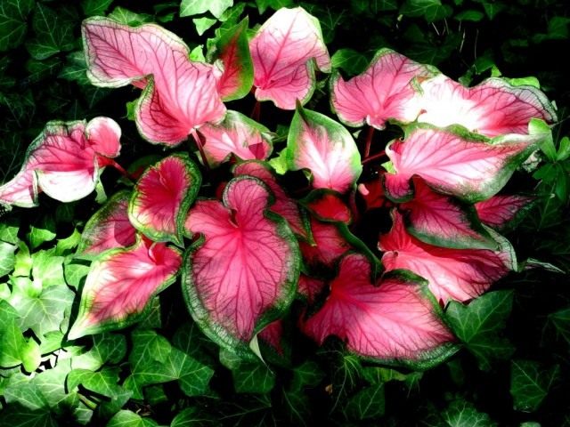 Каладиум «Розовая симфония» (Caladium 'Pink Symphony') Каладиум «Розовая симфония» (Caladium 'Pink Symphony')