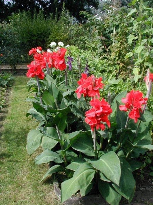 Канна (Canna)