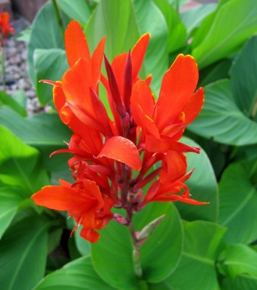 Канна (Canna)